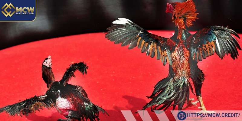 Benefits of Watching Live Cockfighting