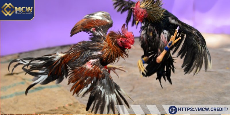 Overview of Live Cockfighting