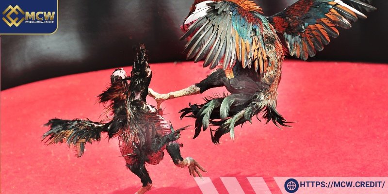 Understanding Different Fighting Rooster Breeds